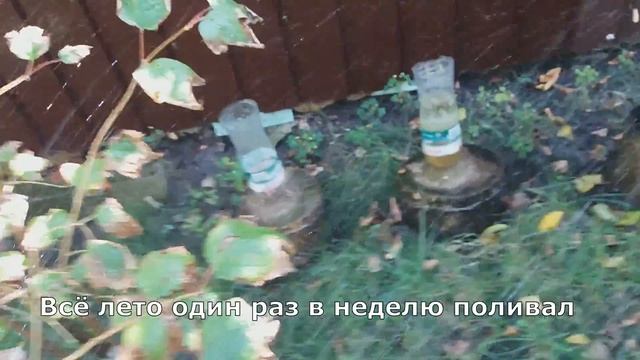 Как вырастить грибы вешенки на пнях смотреть онлайн