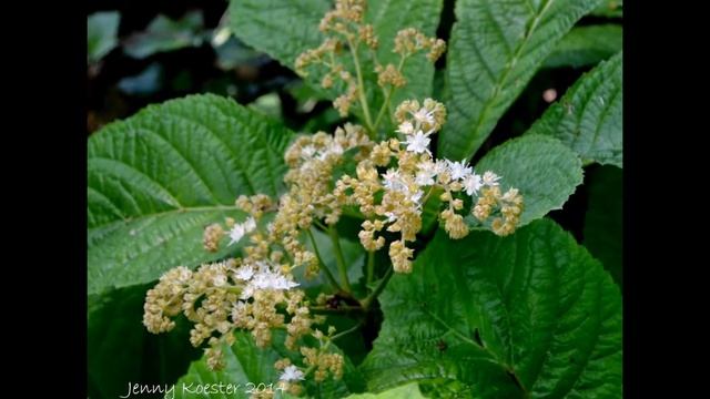 РОДЖЕРСИЯ  (RODGERSIA)  сем. Камнеломковые