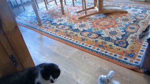 ЛЕДИ БАФ И СУПЕР КОТ МАЛЫШ - ЛУЧШИЕ СЕРИИ! КРОЛИК БАФФИ И КОТ МАЛЫШ ИГРАЮТ в LadyBug and Cat Noir