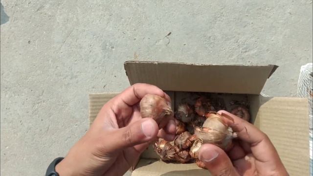 Online Gladiolus Flower Blubs PART 1 Unboxing And Quick Review смотреть онлайн