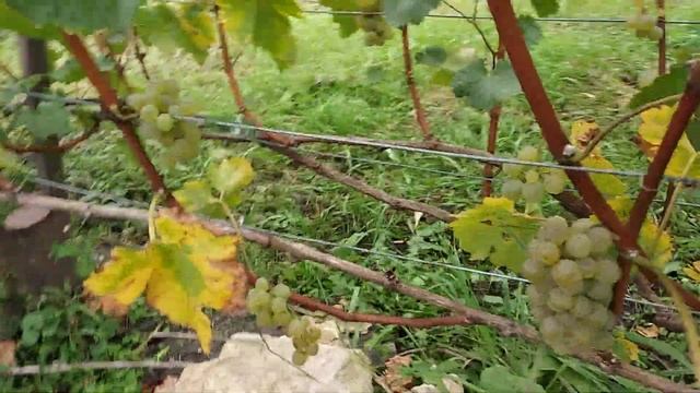 собираем зелёный виноград для белого вина.