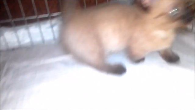 #КОТЯТА МАНЧКИН - КЕНГУРЕНОК/ кот воспитывает малыша смотреть онлайн