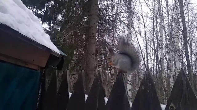 белка зимой смотреть онлайн