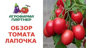 ОБЗОР ТОМАТА ЛАПОЧКА