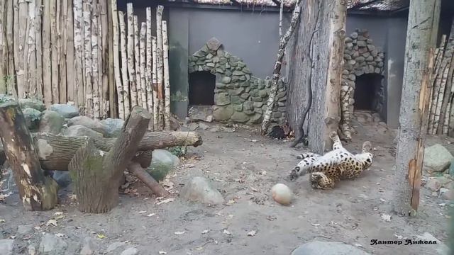 Калининградский зоопарк. Леопард Хан смотреть онлайн