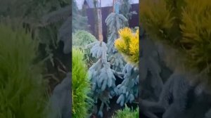 Ель Зе Блюз) питомник,- Московская область Балашиха Жемчужная 496 телеграмм https://t.me/S76Olga_76