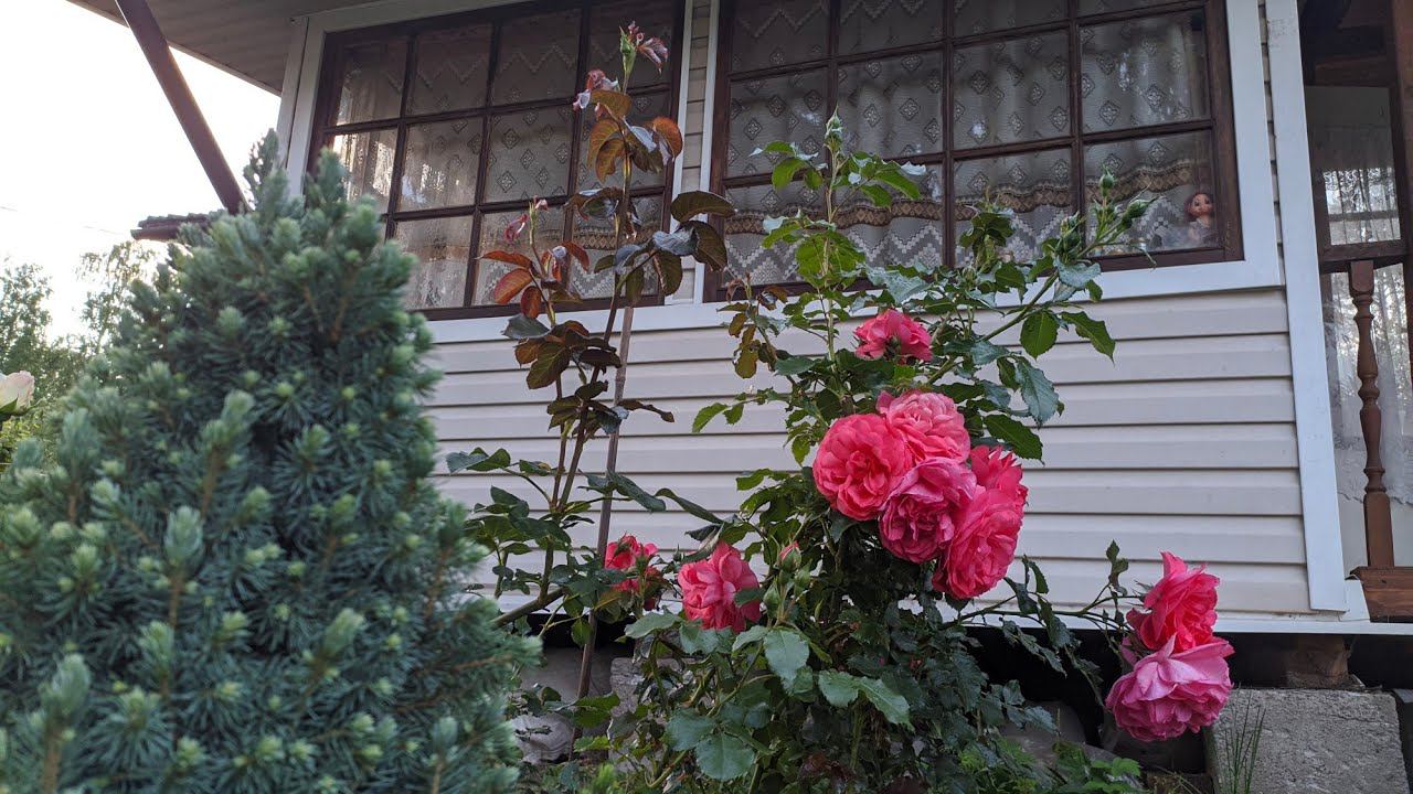 Розы нуждаются в защите от болезней и вредителей. смотреть онлайн