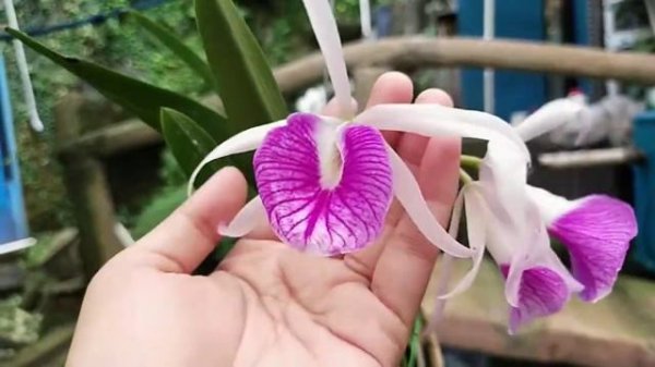 Brassocattleya Morning Glory