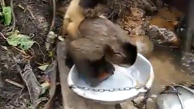 обезьяна моет тарелки смотреть онлайн