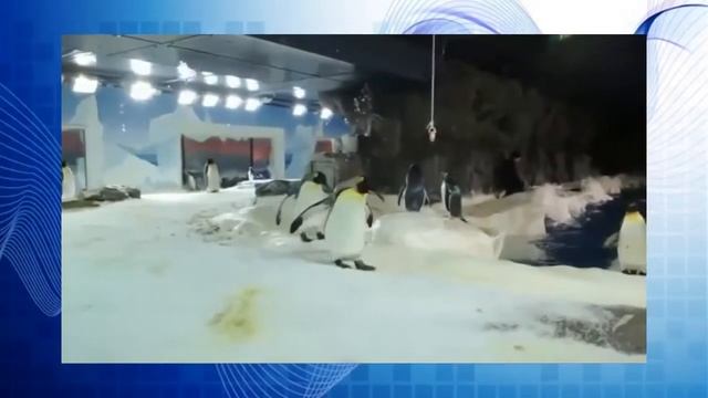 Смешные животные,подборка приколов 2015 №38,смешное видео, пингвины смотреть онлайн