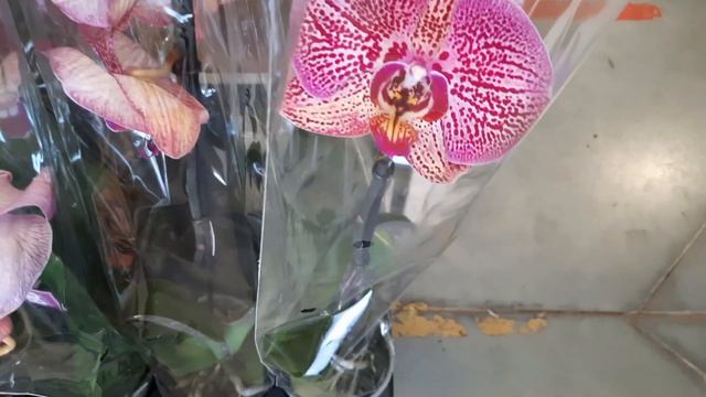 ЗАВОЗ В "ОРХИДЕЮ" //29.06.23// смотреть онлайн