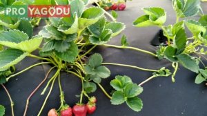 Клубника Кабрило.  Первое плодоношение и впечатление.