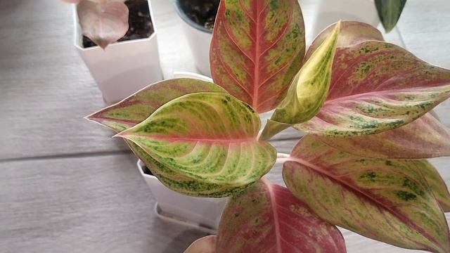 Адаптация аглаонем.