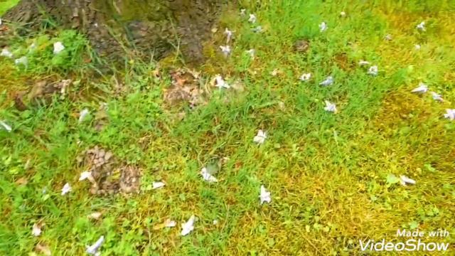 КАК ПРЕКРАСЕН ЭТОТ МИР!ХОРОШИЕ МЕЛОДИИ И ЦВЕТУЩИЕ РАСТЕНИЯ!ПРИРОДА!#весна#природа#весенниецветы смотреть онлайн