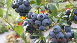 Голубика высокорослая Ханнас Чойс ? обзор: как сажать, саженцы голубики Ханнас Чойс