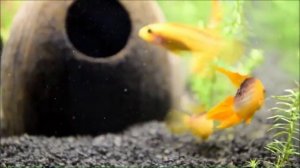 Американские Цихлиды