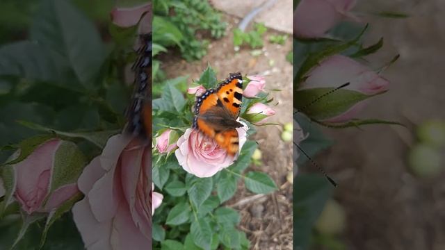 Бабочка крапивница ? смотреть онлайн