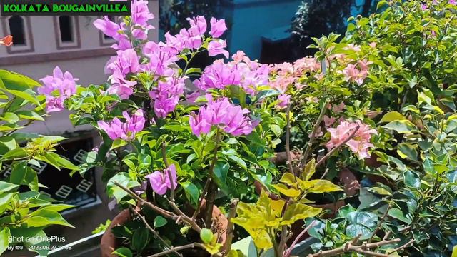 My Bougainvillea ♥️ Collection ♥️ #Nature of Flowers #@@ss 💐💐 смотреть онлайн