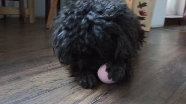 Собака пудель # 6 Maurizio the Happy Dog.Travel toys, snacks. Poodle at home. смотреть онлайн