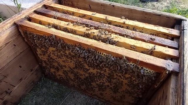 А если завести пчёл? Моя маленькая пасека. Рассказ про пчеловодство для начинающих смотреть онлайн