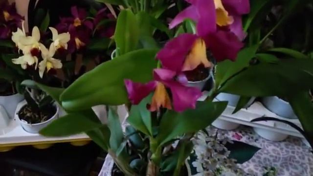 14.08.18 большой привоз Орхидей зигопиталумов и каттлей смотреть онлайн