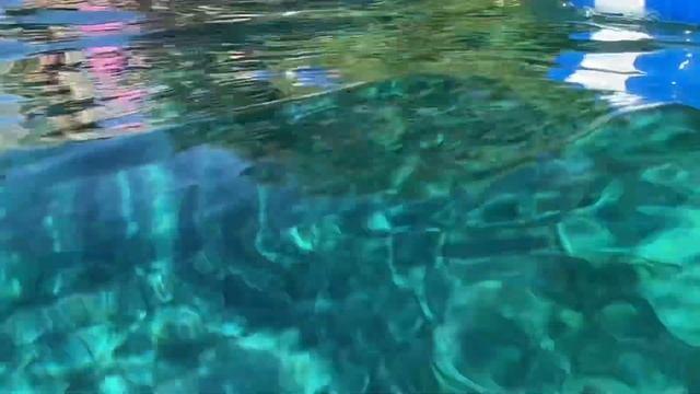 ? чистейшая ВОДА ? ЦВЕТУЩАЯ ФЛОРИДА натуральные ИСТОЧНИКИ Weeki Wachee Springs USA 22.05.2021 смотреть онлайн