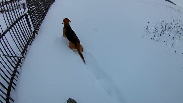 Охота на зайца с гончими. 10 января 2019 года. смотреть онлайн