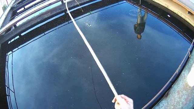 Как ловить уклею с понтонов на прутик!!!??? смотреть онлайн