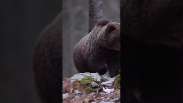 Шаман. Я русский!!! смотреть онлайн