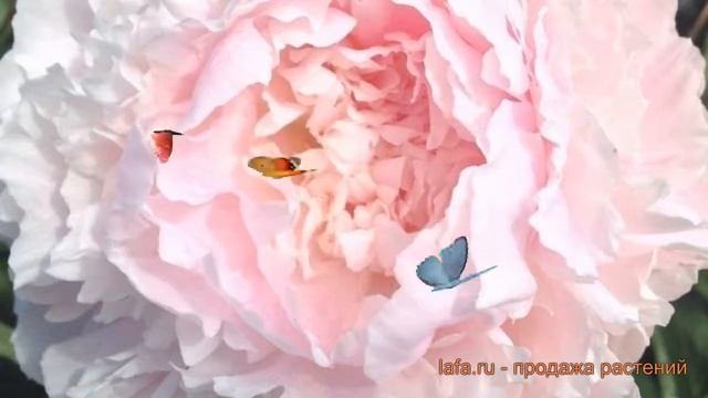 Пион травянистый Шифон Парфе (paeonia Shifon-parfe) ? обзор: как сажать, луковицы пиона Шифон Парфе