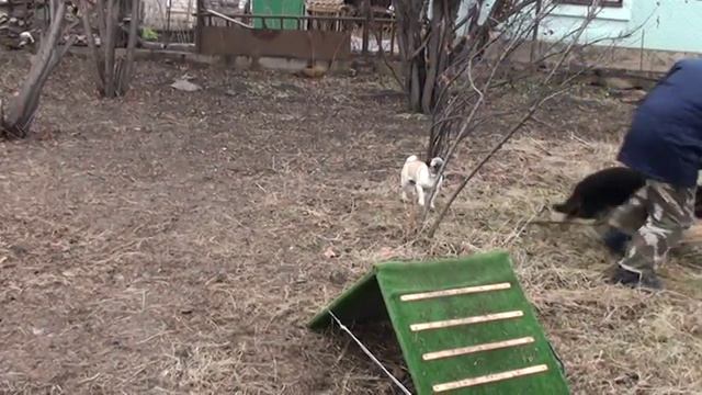 Дрессировка собак Кривой Рог: мопс Пчела - самый лучший наставник и учитель! смотреть онлайн