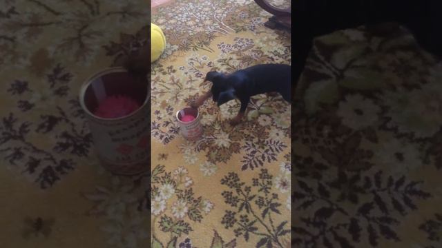 Отважный цвергпинчер смотреть онлайн