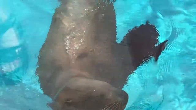 В московском зоопарке появился павильон "Ластоногие" смотреть онлайн