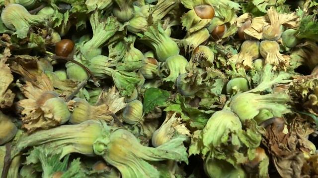 Фундук Трапезунд, сезон уборки урожая 2023 смотреть онлайн