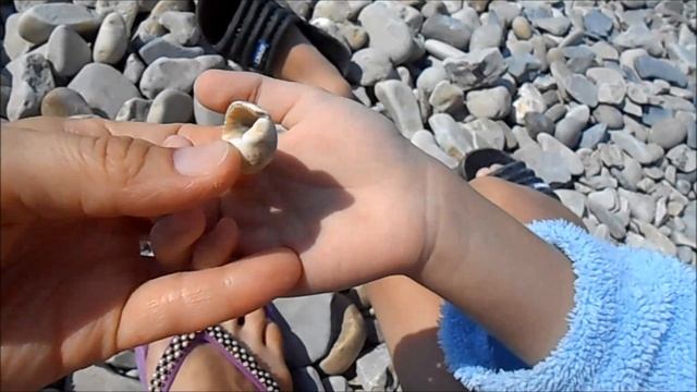 Август в Архипо-Осиповке: купаемся в море, собираем фундук и ежевику. Прохоровский пляж. Часть 1 смотреть онлайн