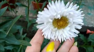 Астра от посева до цветения. #астра #цветы