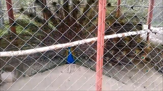 Комплекс отдыха "Рыбацкий хутор" (Украина, с Хвылевка) смотреть онлайн