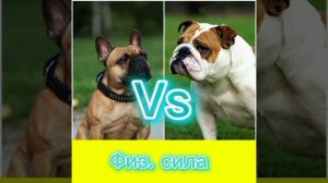 Кто победит; Французский бульдог или английский? Схватка бульдогов