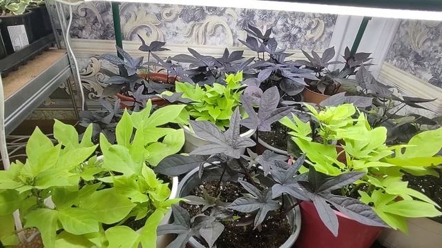 Ипомея батат. Почему сложно сохранить Ипомею до весны. Уход за маточными кустами и черенками зимой.