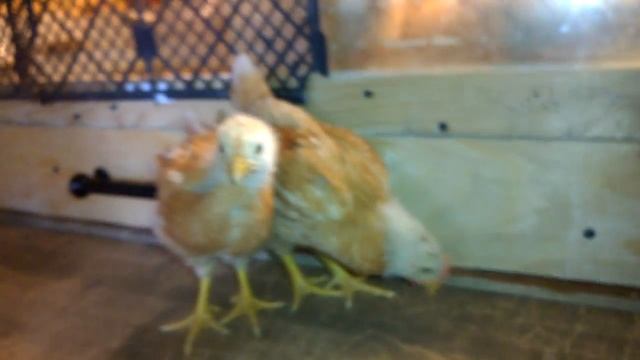 Таблица роста мини мясных кур // Мое хозяйство смотреть онлайн