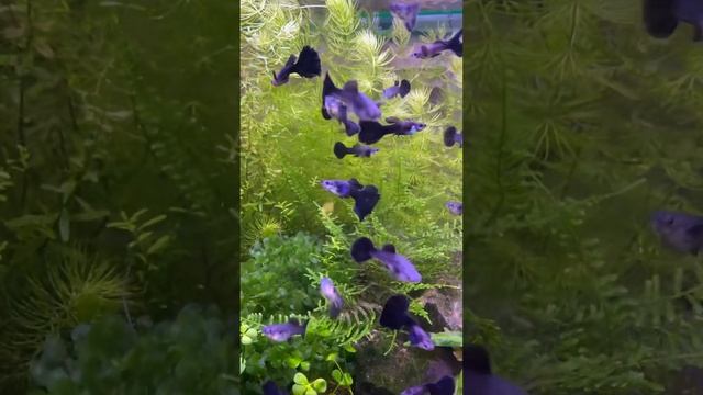 Гуппи Дамбо синий диамант. Чистая линия смотреть онлайн