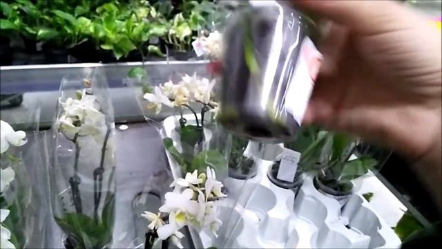 21.07.19 Выбор орхидеи: покупка в магазине? на что обратить внимание?мастер-класс смотреть онлайн