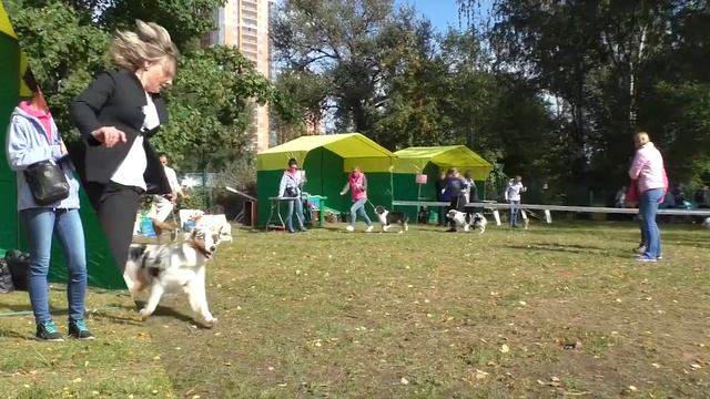 Моно АВСТРАЛИЙСКАЯ ОВЧАРКА 09.09.17 г. Санкт-Петербург смотреть онлайн