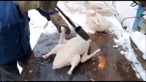 «Ҡаҙ өмәһе» (Гусиное перо)