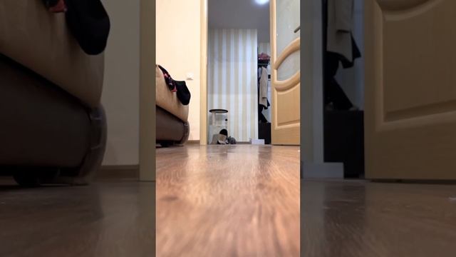 Ты похож на кота ? смотреть онлайн