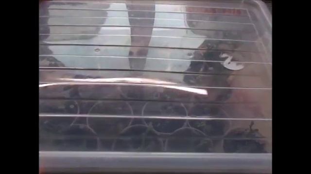 Аргирантемум-маргаритковая хризантема. смотреть онлайн