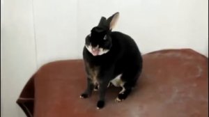 Ржач. Кролик кричит