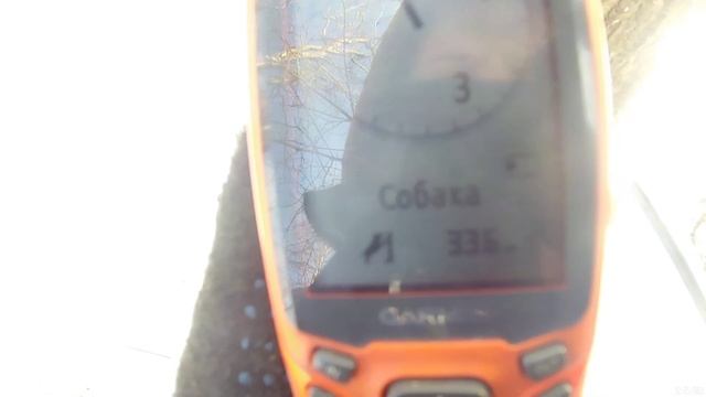 Охота на куницу с рел. Волшебный лес и есть добыча! смотреть онлайн