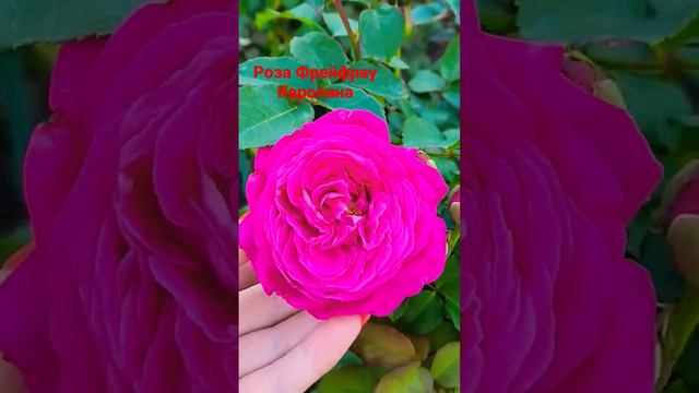 Роза Фрейфрау Каролина (Freifrau Carolinne, Kordes 2017) #сад #flowers #розы смотреть онлайн