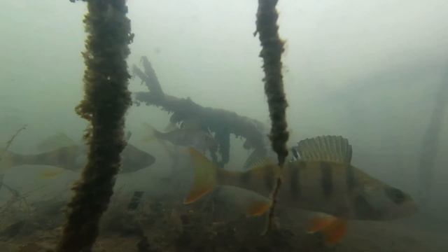 подводная камера окунь бастует